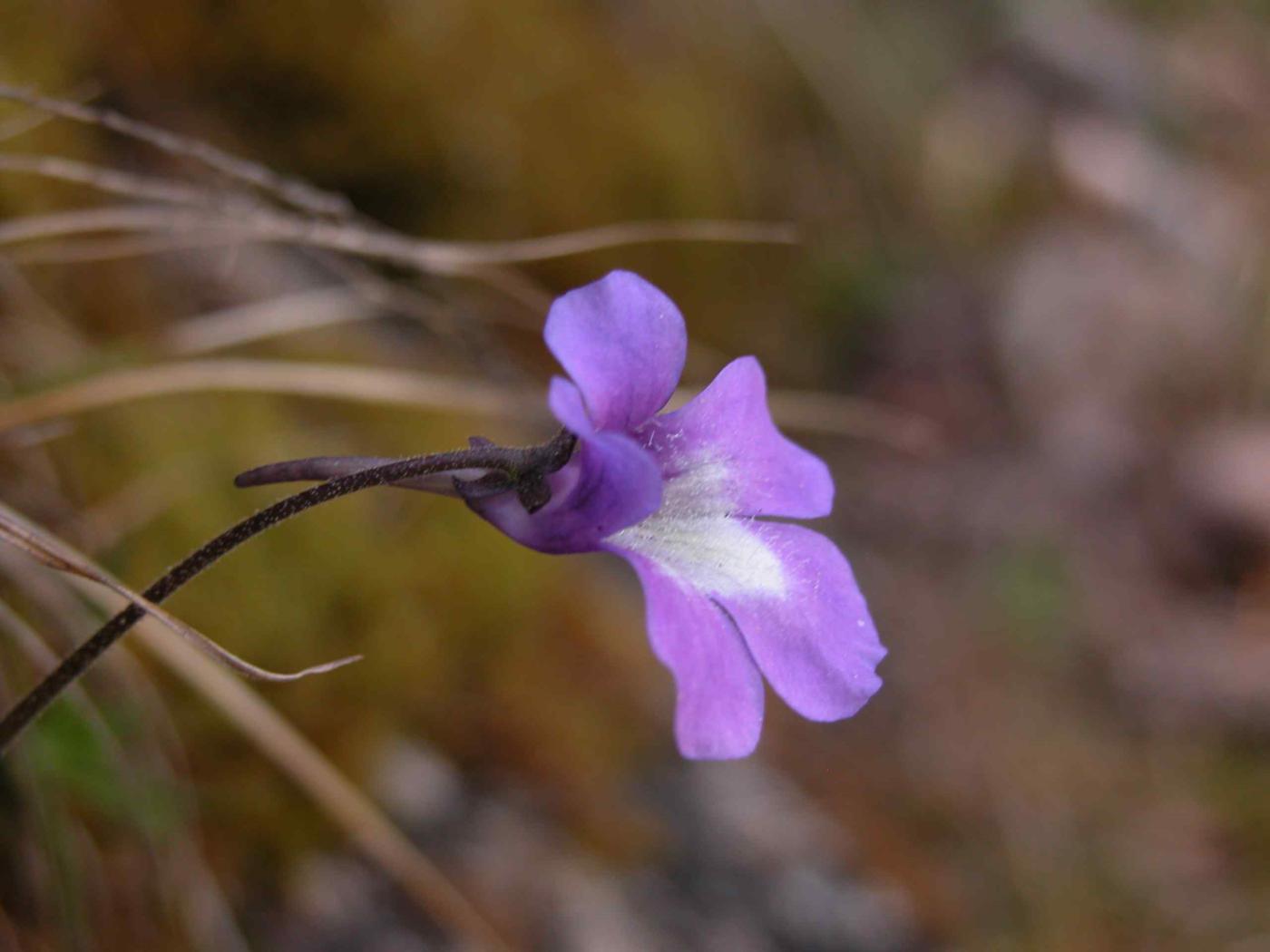 Butterwort [of the causses] flower